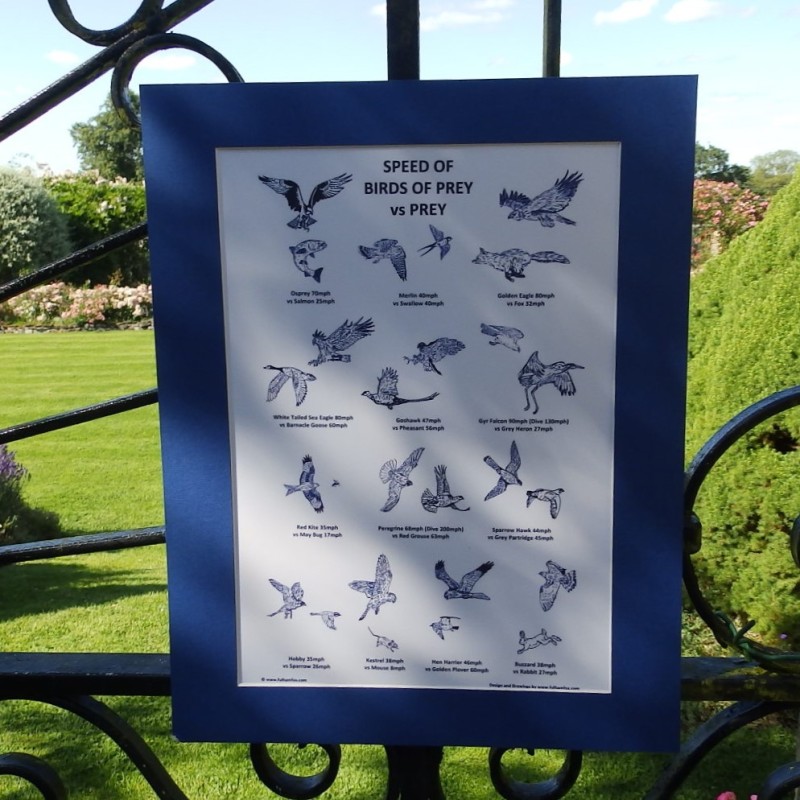 Birds of Prey Print Birds of Prey Print